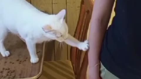 Deaf Cat Politely Asks For Pets