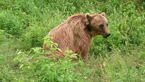 Why Polar Bears are Such Weird Animals #animals #viralanimals #funnyanimals #animalkingdom