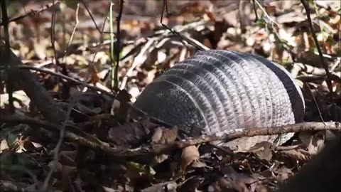 DID YOU KNOW??Armadillo life in the wild🙀🙀🙀