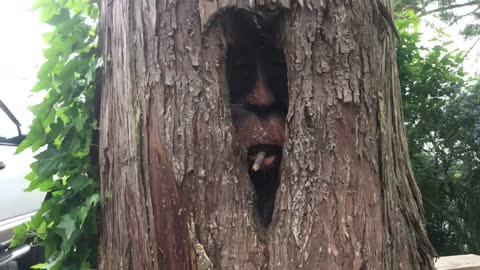 Living Tree Art is Quite Amazing on the Sunshine Coast of British Columbia