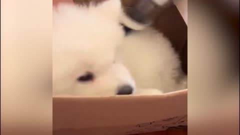 Puppie enjoy massage