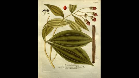 Cassia and Cinnamon History