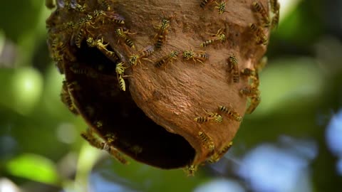 Extreme Close Up Of Wasp Nest And Trunk