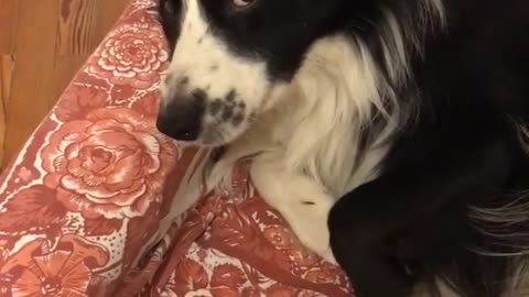 Black and white furry dog laying on red floral couch stops when it notices owner is recording