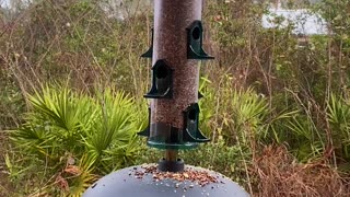 Florida Back Yard Birds