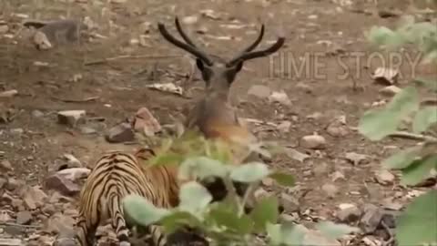 Lion and Tiger Real Fights