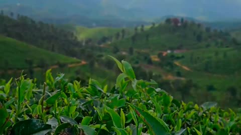 Exploring the Natural Beauty of Wayanad at Nadukani Estate | Kerala, India 🏞️✨