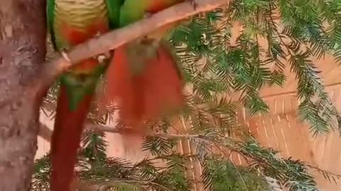 A parrot swings holding the tail of another parrot