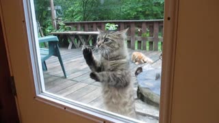 Cat puzzled by really clean window