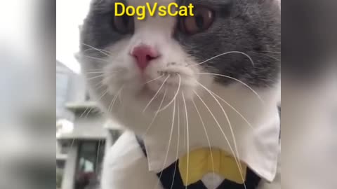 Dog Vs Cat Reaction Video