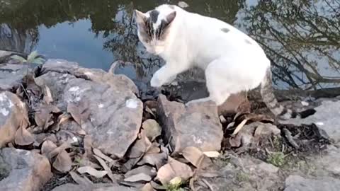 Cat 🐈 Video By Kingdom of Awais