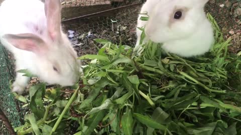 Rabbits eating something
