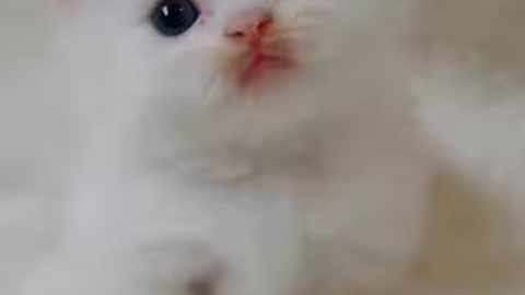 This kitten has a heart-breaking face