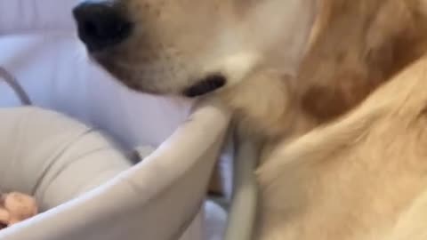 Must watch Golden Retriever puppy only wants to protect newborn baby