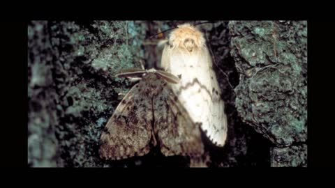 Is The Asian Gypsy Moth Destroying our Forest