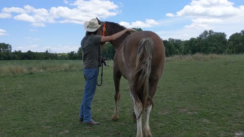Start Right!! - Defusing the anti-predator responses associated with mounting a horse.