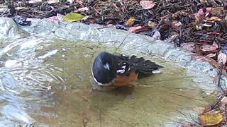 Spotted Towhees in the Birdbath