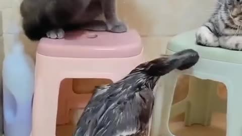 Cat and duck fighting