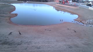 The Pond