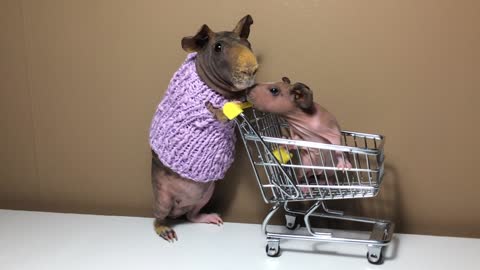Father-daughter guinea pigs go grocery shopping