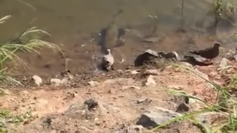 betraying fish in Brazil attacking a little rolinha,brazilian bird