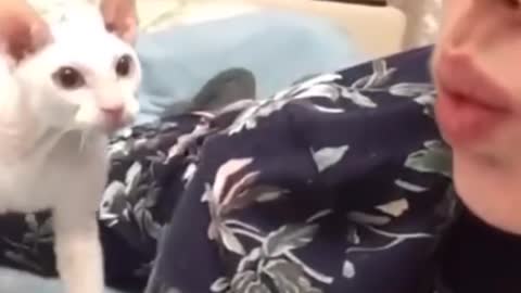 OMG So Cute ♥ Best Funny Cat Videos Part 49