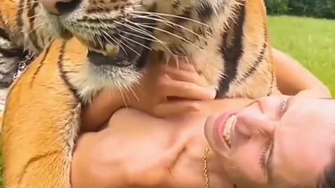 Tiger vs Man lovely cute Momments video | Tiger love man video#tigers#lion#animals