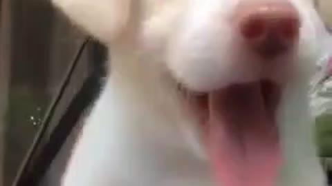 Cutest puppy yawn in the world!!!