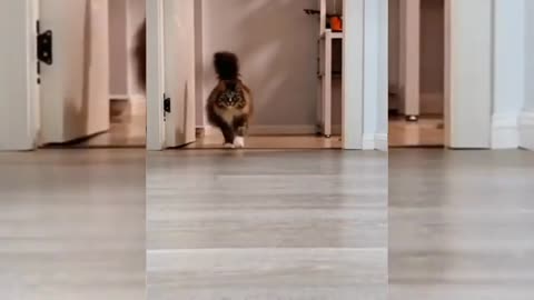 Day start with funny animal video