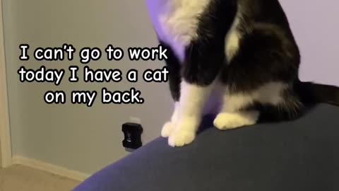 Can’t go to work today I have a cat on my back. #CatShorts #ExcusesToMissWork