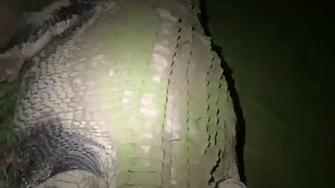 crocodile in the out back🐊dinosaurs