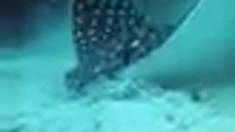 Spotted Eagle Ray #Shorts
