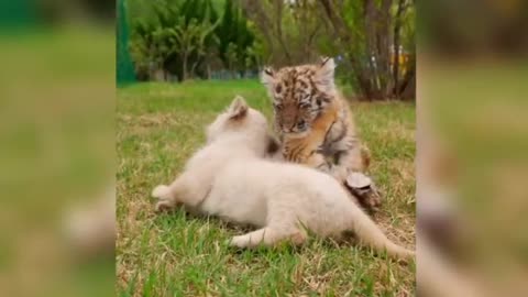 The happy life of three little tigers.