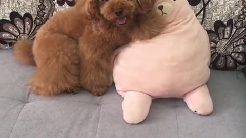 Cute puppy playing everyday