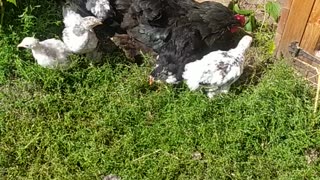 Adorable chickens with their mother