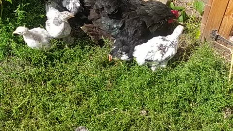 Adorable chickens with their mother