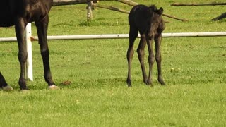 The little horse is black and the mother is eating the grass