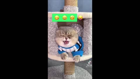Funniest Cats And Dogs - Best Of The 2022 Funny Animal Videos.#52