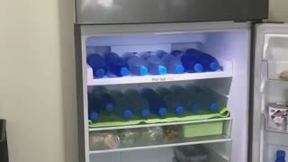 Doggy Cools off in Comfy Fridge