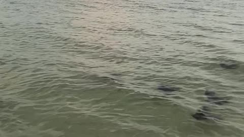 Stingrays Swim Along Beach at Sunset