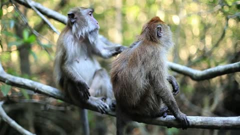 Monkeys on a tree in the Jungle