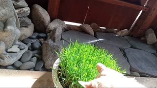 Brain games for cats #4 - Advanced cat games with homegrown non gmo cat grass