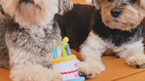 Doges Playing each other on their birthday celebration