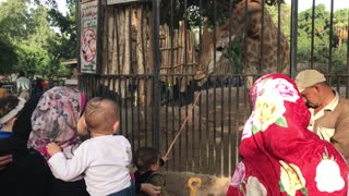 cute girl try to feed Giraffe