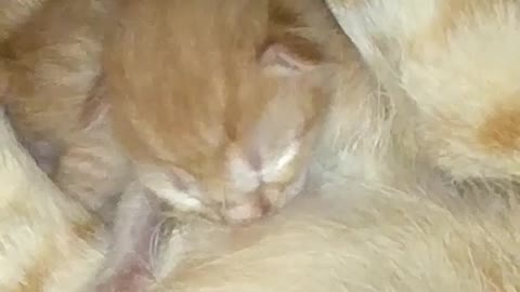 😍mother feeding her baby milk | Cut baby cat | newborn baby drinks milk