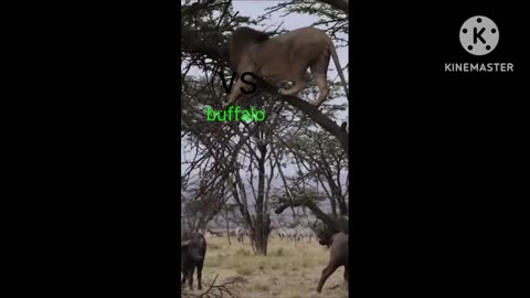 Animals fighting video loin vs buffalo