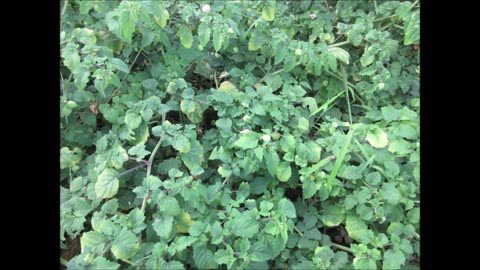 Tomato Magic Ground Cherry Tomato Sept 2022