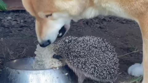 hedgehog visiting his friend