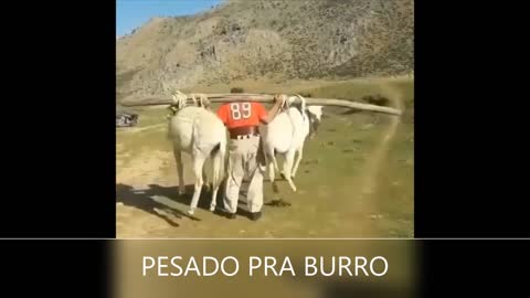 PESADO PRA BURRO QUE ESTUPIDEZ ?