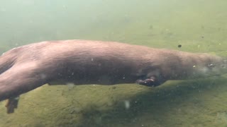 Otter swimming underwater